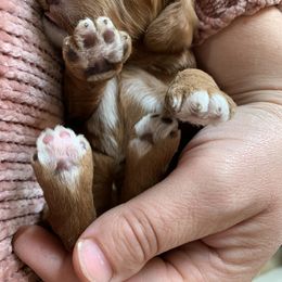 Cockapoo Puppies from ApplebyFarm