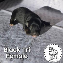Ufi - Black tri female Miniature Australian Shepherd puppy in Jaroso, Colorado from Heaven Sent Aussies