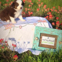 Australian Shepherd Puppies from Black Cow Kennels
