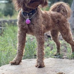 Goldendoodle Puppies from Gertie’s Goldendoodles