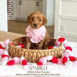 SPARKLE - Red  female Goldendoodle puppy in Bell Buckle, Tennessee from Precious Puptown Doodles