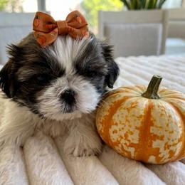 Lucy - Brindle and white female Shih Tzu puppy in Springboro, Ohio from Shih Tzus of Springboro LLC.