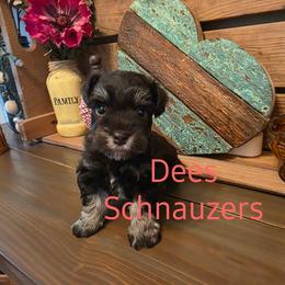 Bourbon - Liver female Miniature Schnauzer puppy in Crestview, Florida from Dees Schnauzers