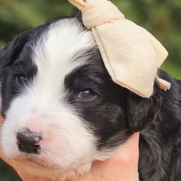 Bernedoodles and Labradoodles from Snow Mountain Doodles