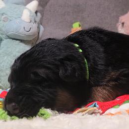 Boy 3 - Black and red male German Shepherd puppy in Charlotte, North Carolina from Zuflucht K9s