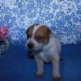 Shane - Red speckled male Australian Cattle Dog puppy in Casa Grande, Arizona from Sonoran Dogz
