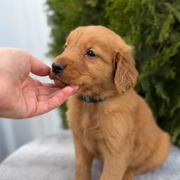 Blue Boy - Dark golden male Golden Retriever puppy in Utah from Deseret Peak Goldens