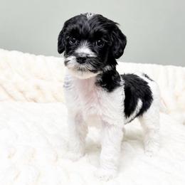 Pippin - Black female Australian Labradoodle puppy in Springfield, Ohio from Dawson & Daryn's Royal Companions