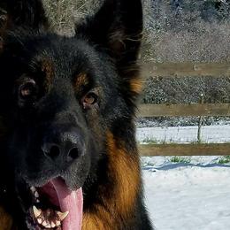 German Shepherds from Twisted D's Dog and Pony Show
