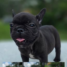 White boy - Brindle male French Bulldog puppy in Polk City, Florida from Best Friend Frenchies, LLC