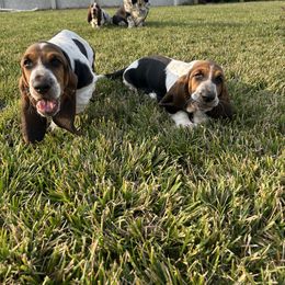 Basset Hound Puppies from TopCrop Bassets