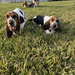 Basset Hound Puppies from TopCrop Bassets