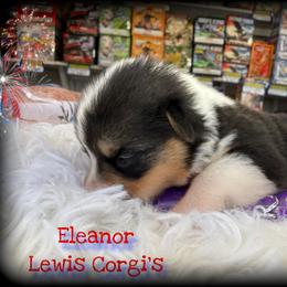 Eleanor - Black and tan female Pembroke Welsh Corgi puppy in Purcell, Oklahoma from Lewis Aussie’s & Corgi’s