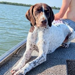German Shorthaired Pointers from Barker GSP