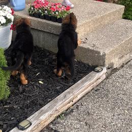 Green collar female - Black and red female German Shepherd puppy in Wyoming, Michigan from Big Jones Kennels
