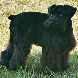 Levi - Miniature Schnauzer