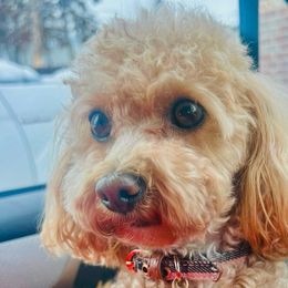 Bella - Goldendoodle