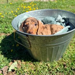 Dakota - Dapple female Dachshund puppy in Crossville, Tennessee from Golden Mini Farm