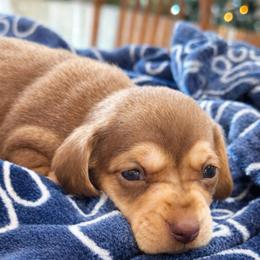 Wimsey - Chocolate and cream female Dachshund puppy in Salem, Oregon from Longdox Mini Dachshunds