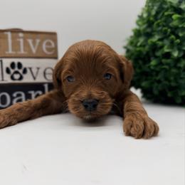 Turq Boy - Red  male Goldendoodle puppy in Philadelphia, Mississippi from Oakie Doodles
