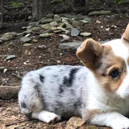 American Corgi and Pembroke Welsh Corgi Puppies from Carolina Dreams Farm Corgis