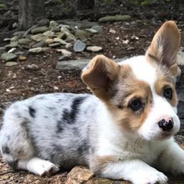 American Corgi and Pembroke Welsh Corgi Puppies from Carolina Dreams Farm Corgis