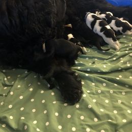 Newfoundland Puppies from Bookcliff newfies