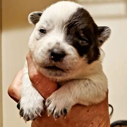 Half mask - Blue mottled male Australian Cattle Dog puppy in Lenoir, North Carolina from Blue Coyote Ranch
