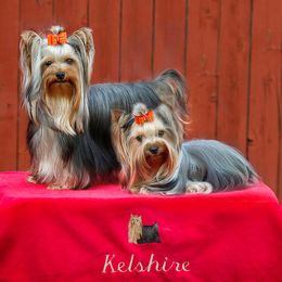 Yorkshire Terriers from Kelshire Yorkies
