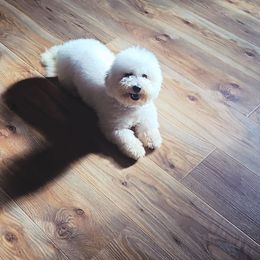Indie - White female Bichon Frise puppy in Pickens, South Carolina from Beloved Bichon