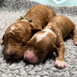 Boy 1 - Apricot male Goldendoodle puppy in Norton, Ohio from Keepsake Doodles