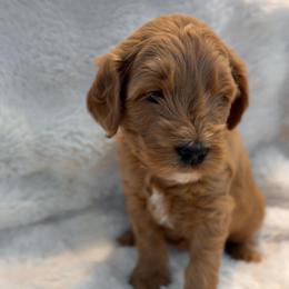 Millie - Apricot female Goldendoodle puppy in San Tan Valley, Arizona from Golden Haven