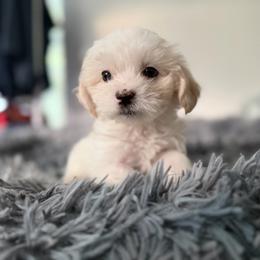 Maltese puppies from Joyfull Pals