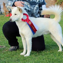 Jindo All Grown Up from YooShin Kennels