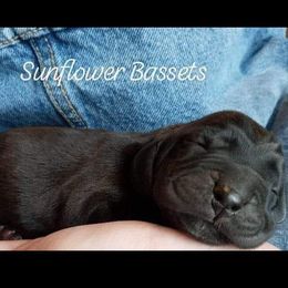 Basset Hounds from Sunflower Bassets