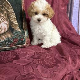 Kya - Parti female Poodle puppy in Pounding  Mill, Virginia from Rosa's Chihuahuas