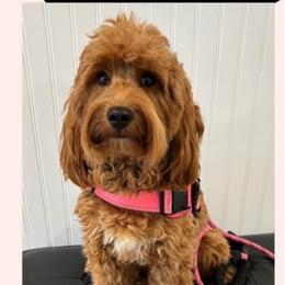 Foxxe - Goldendoodle