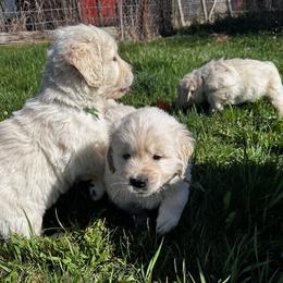 Golden Retriever puppies from Kaczara Farm Goldens
