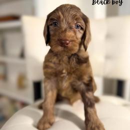 Black boy - Chocolate male Goldendoodle puppy in Valdese, North Carolina from Doodling All Day Goldendoodles
