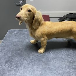 Harper - Chocolate and cream female Dachshund puppy in Magnolia, Texas from Carrie’s Countryside Dachshunds