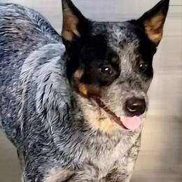 Kitgi - Australian Cattle Dog