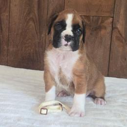 King - Fawn male Boxer puppy in Preston, Maryland from Katie's Pups