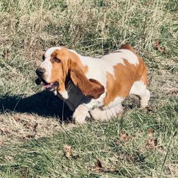 Evita - Basset Hound