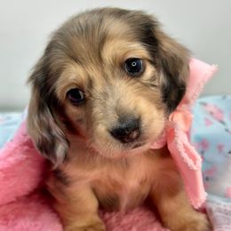 Piper - Dapple female Dachshund puppy in Murfreesboro, Tennessee from Kimbrie's Dream Cream Doxies