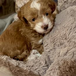 Maltipoos from Silverfire Puppies