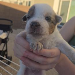Australian Cattle Dog Puppies from Wild Sage Cattle Dogs