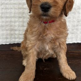 Boy 2 - Australian Labradoodle puppy in Missouri from Sweet Maple Labradoodles, LLC