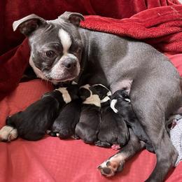 Boston Terrier Puppies from Bonze Boston Terriers