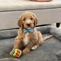 Riley - Apricot male Goldendoodle puppy in Sugarcreek, Ohio from True Hearted Doodles