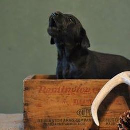 Labrador Retrievers from Tumbling Run Labradors